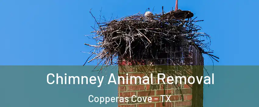 Chimney Animal Removal Copperas Cove - TX