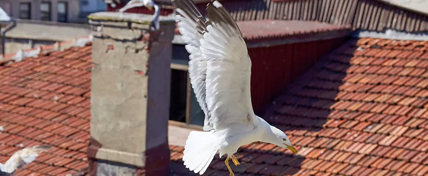 Residential Chimney Animal Removal Solution in Copperas Cove, TX