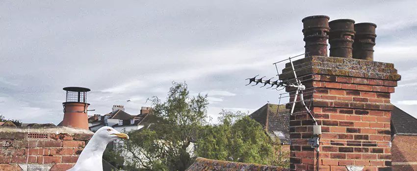 Chimney Cleaning And Restoration in Copperas Cove, Texas